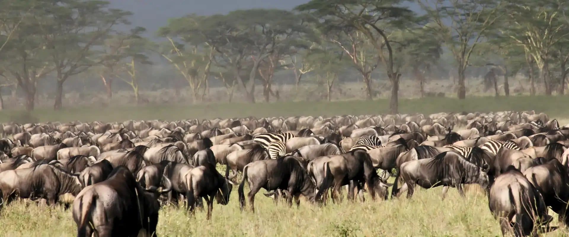 Nairobi · Maasai Mara · Lake Nakuru · Amboseli · Namanga · Arusha · Lake Manyara · Serengeti · Ngorongoro · Arusha — wildebeest, acacia