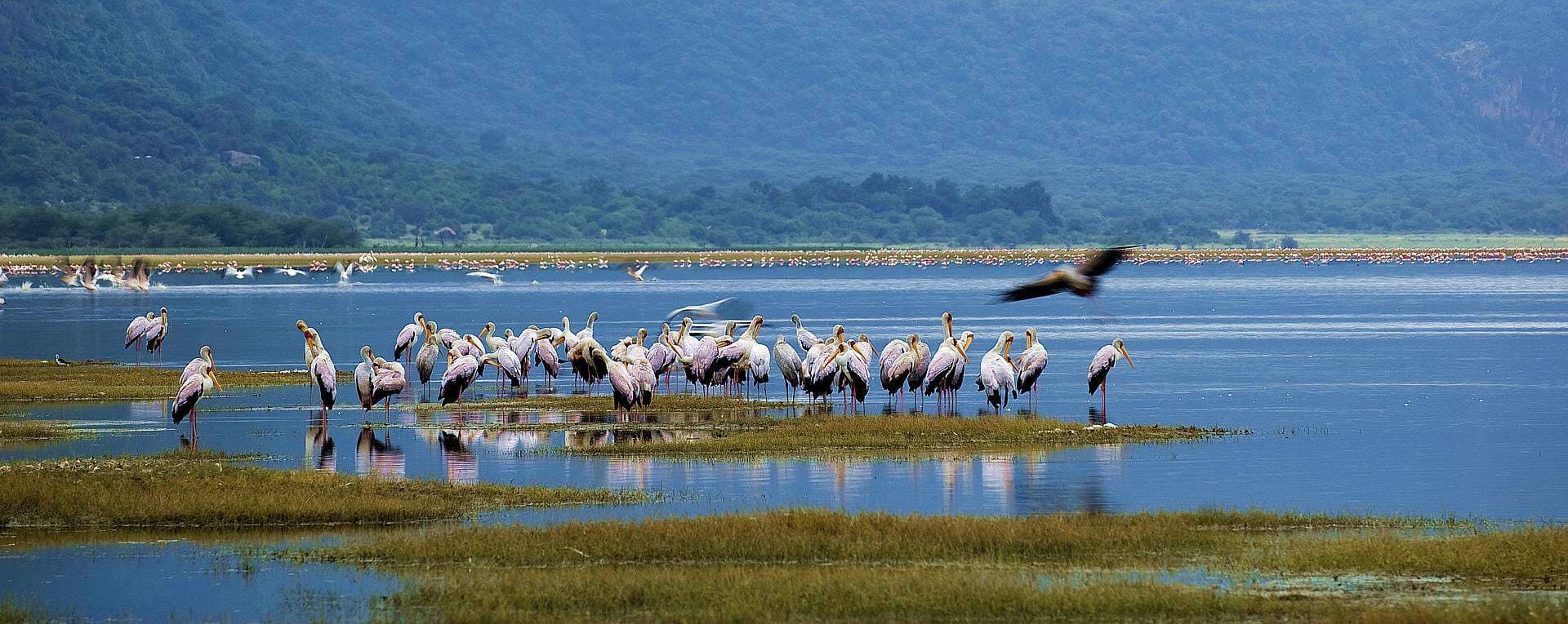 Arusha · Lake Manyara · Serengeti · Ngorongoro · Arusha — pelican, lake