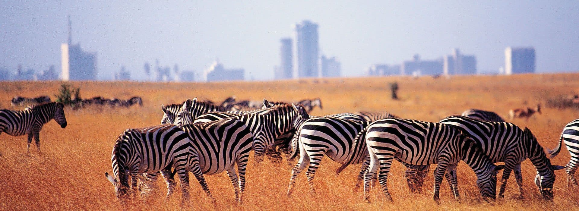 A game drive with a city skyline behind it — the only national park of its kind.