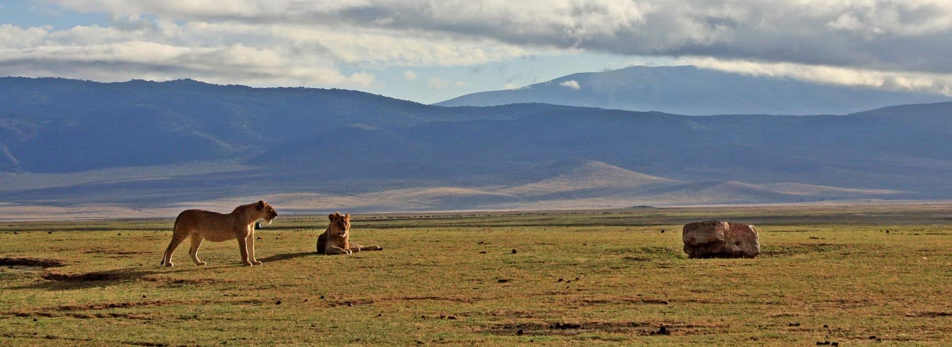 Nairobi · Maasai Mara · Lake Nakuru · Lake Naivasha · Namanga · Arusha · Lake Manyara · Ngorongoro · Arusha — lion, crater