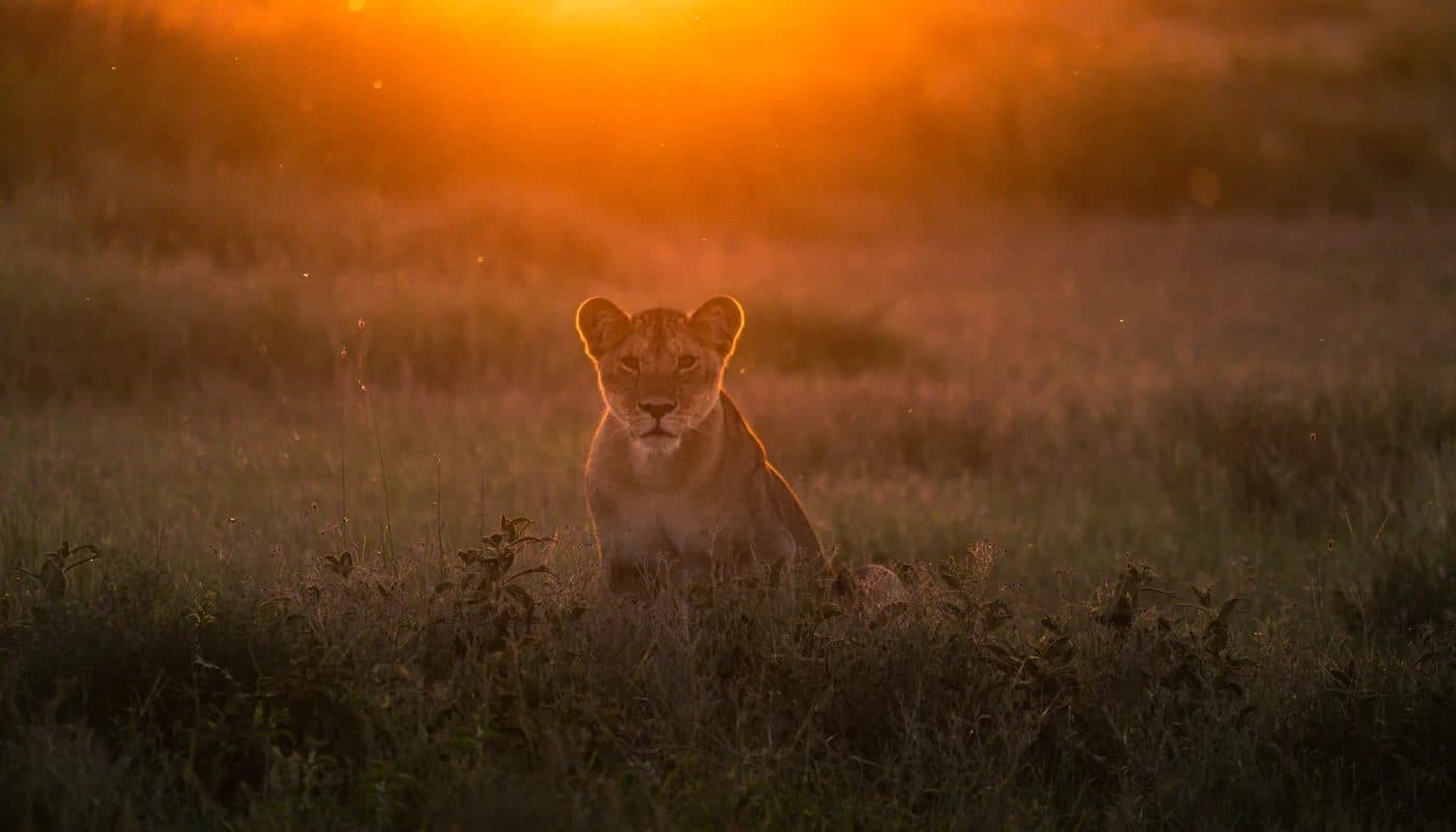 Day 3: Maasai Mara → Nairobi