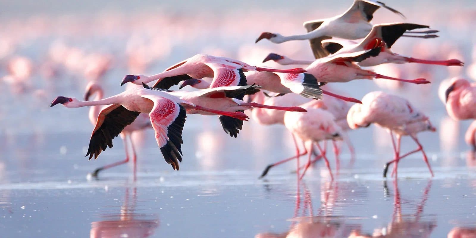 Nairobi · Maasai Mara · Lake Nakuru · Amboseli · Nairobi — flamingo