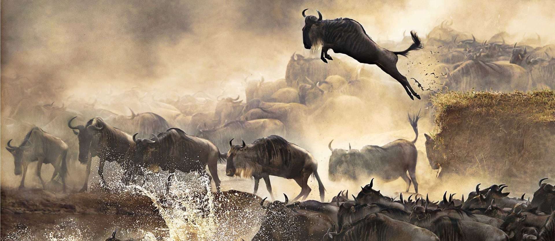 Arusha · Serengeti · Ngorongoro · Arusha — wildebeest, dust