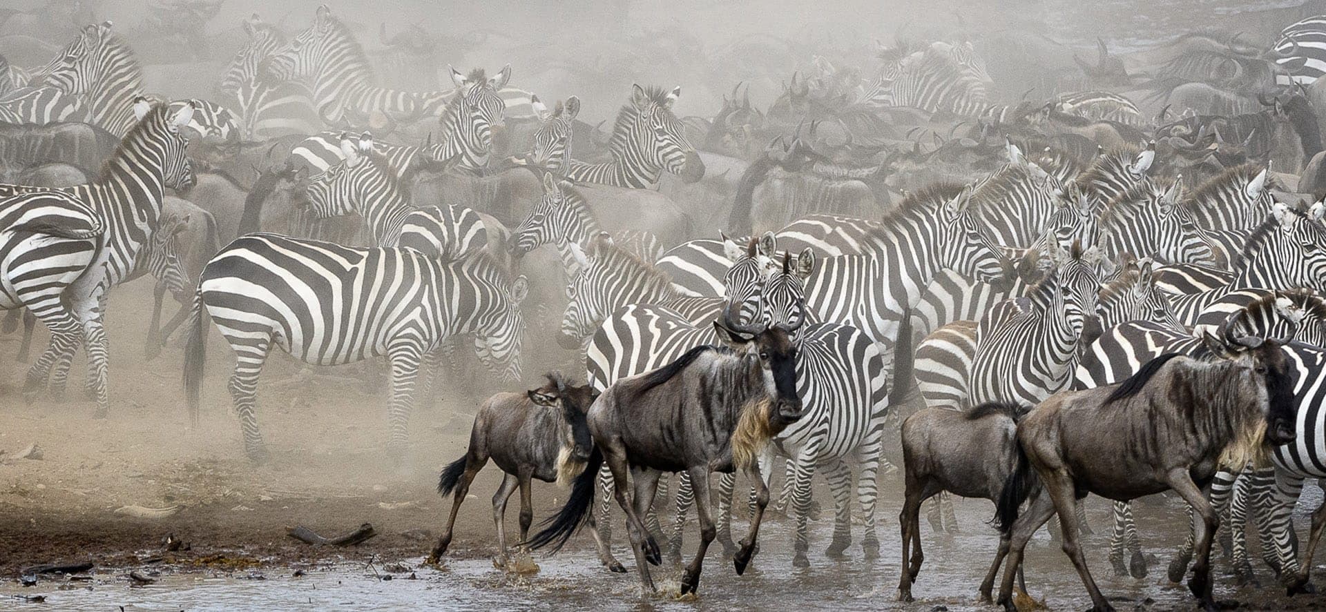 Nairobi · Maasai Mara · Lake Nakuru · Lake Naivasha · Amboseli · Nairobi — zebra, wildebeest