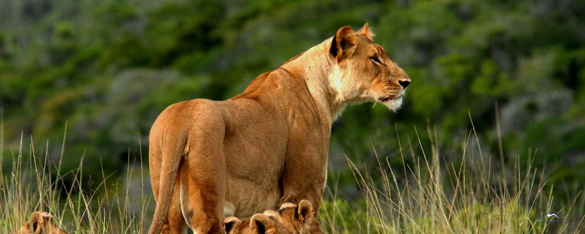Nairobi · Maasai Mara · Lake Nakuru · Lake Naivasha · Nairobi — lion
