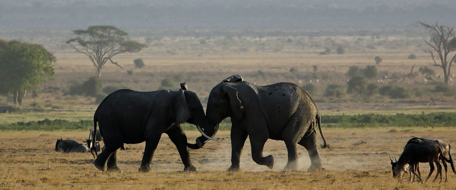 Amboseli National Park — Elephant country beneath Kilimanjaro, with swamps that hold game through the dry months.
