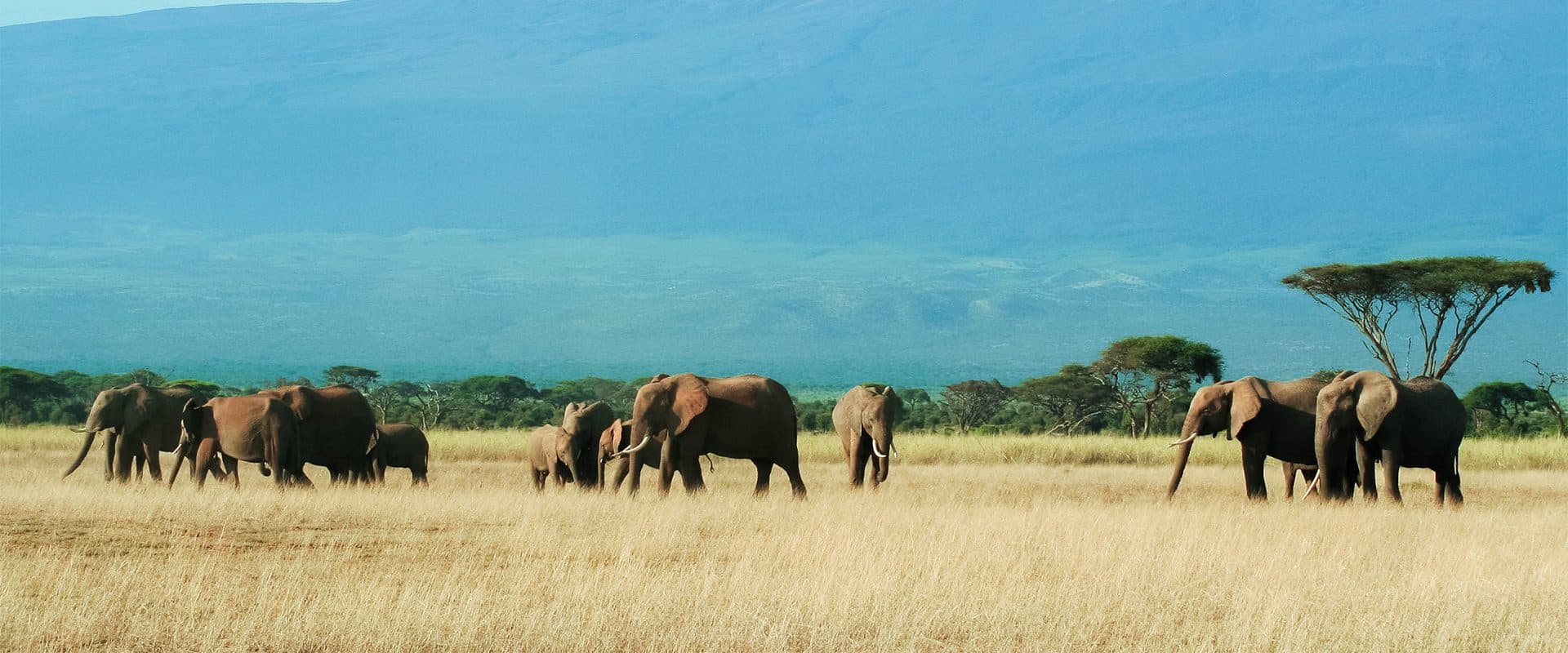 Arusha · Lake Manyara · Serengeti · Ngorongoro · Arusha — elephant, crater