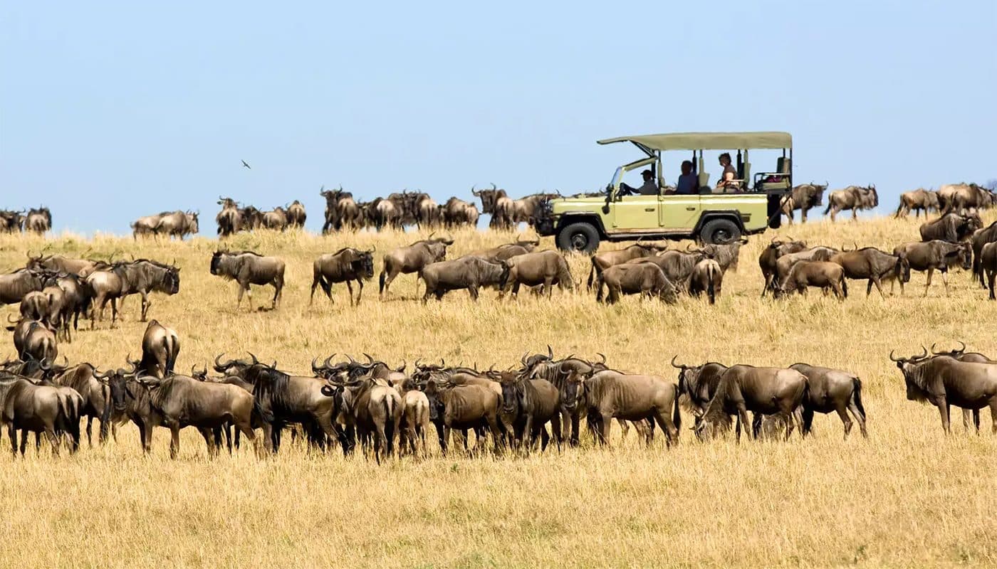 Serengeti National Park — The short-grass plains at the centre of the migration, and the reason the northern circuit exists.