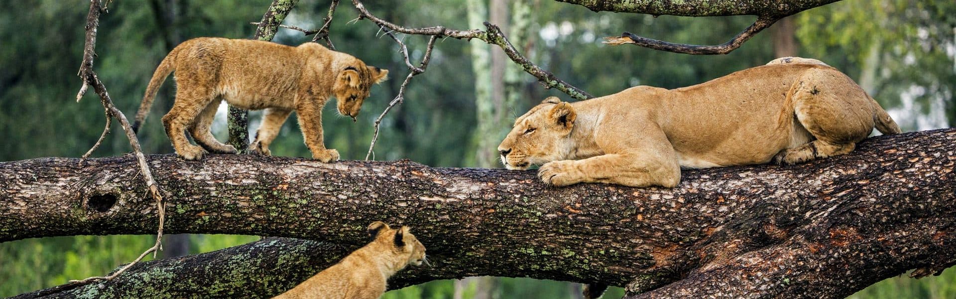 Arusha · Lake Manyara · Serengeti · Ngorongoro · Arusha