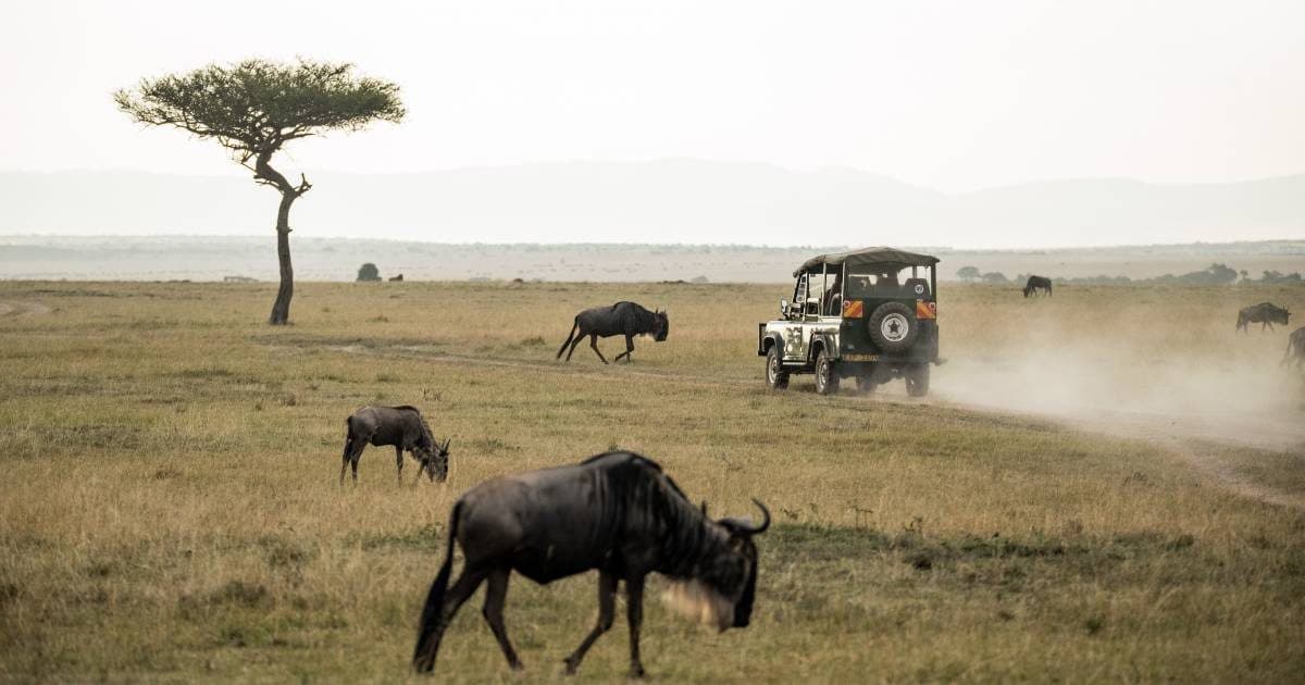 Wildebeest, a safari vehicle and dust in the Maasai Mara