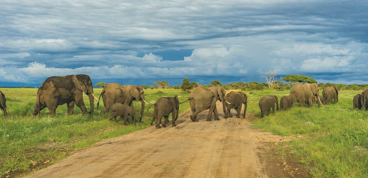 Tsavo West National Park — More broken, greener and more volcanic than Tsavo East, with the springs at Mzima at its centre.