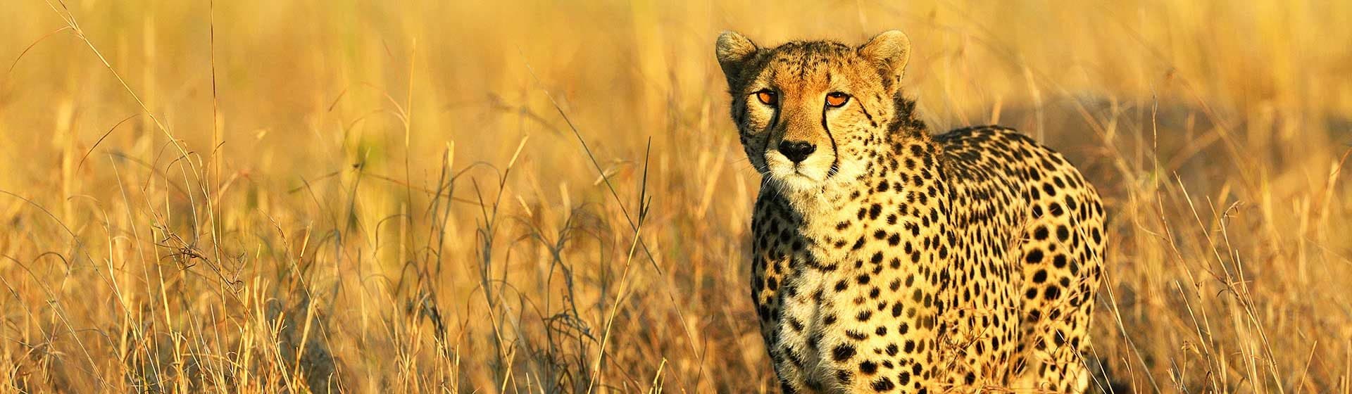 Nairobi · Maasai Mara · Lake Nakuru · Lake Naivasha · Lake Baringo & Bogoria · Nairobi