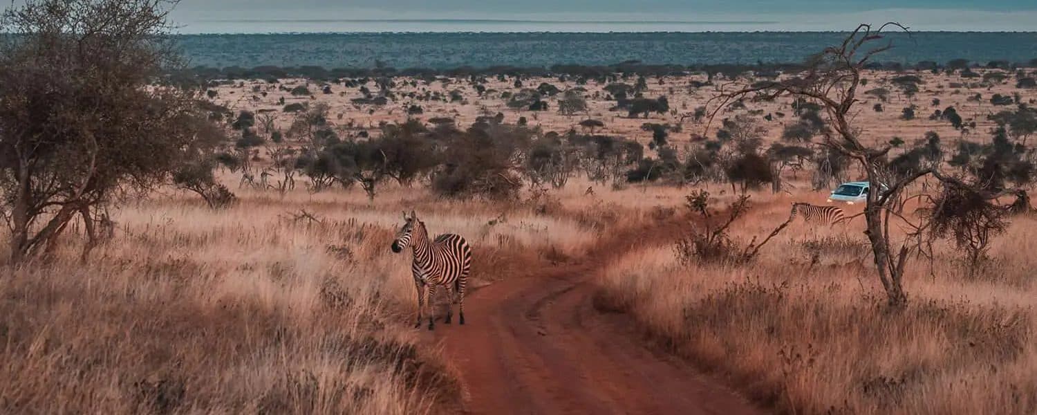 Tsavo West National Park — More broken, greener and more volcanic than Tsavo East, with the springs at Mzima at its centre.