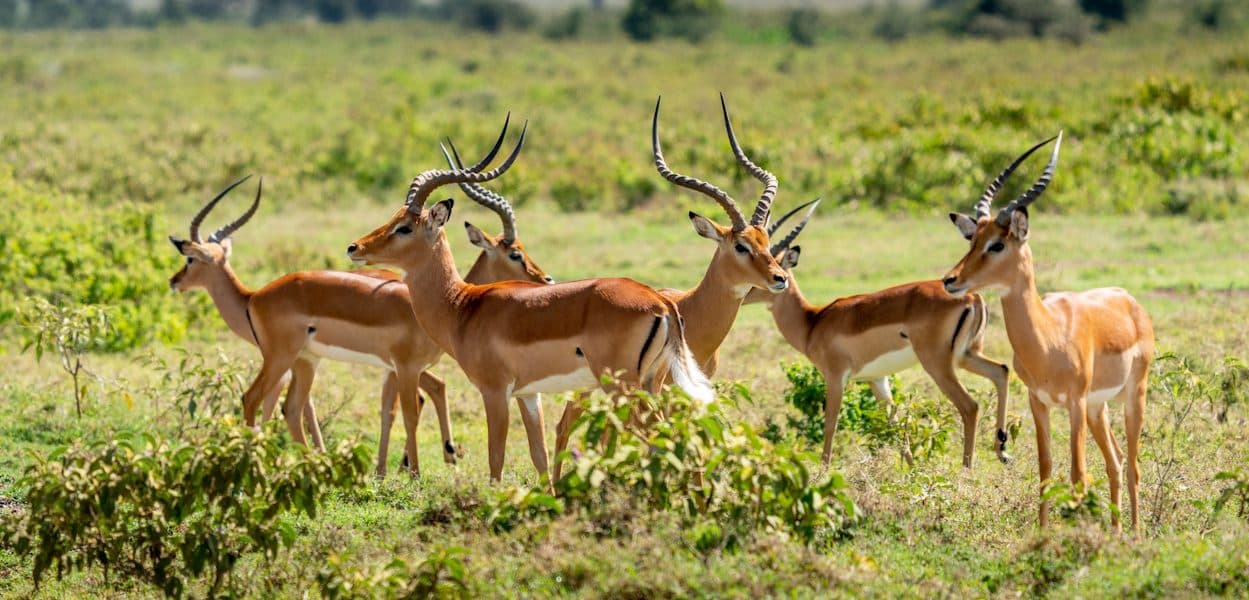 Nairobi · Maasai Mara · Lake Nakuru · Lake Naivasha · Namanga · Arusha · Lake Manyara · Ngorongoro · Arusha