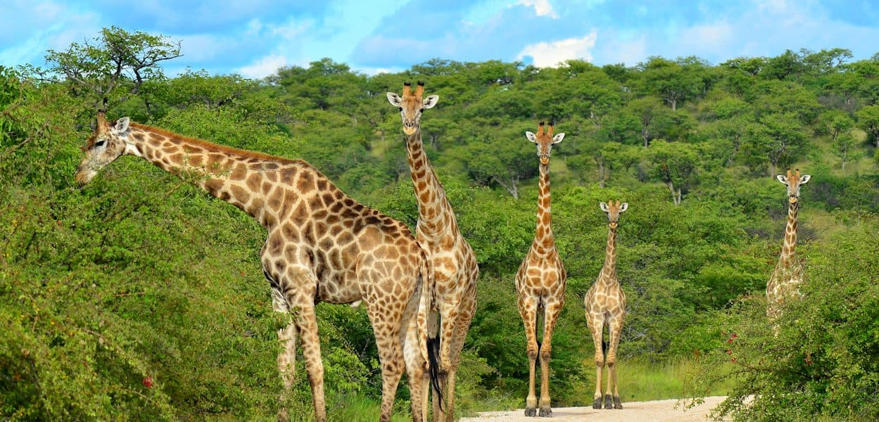 Nairobi · Maasai Mara · Lake Nakuru · Nairobi