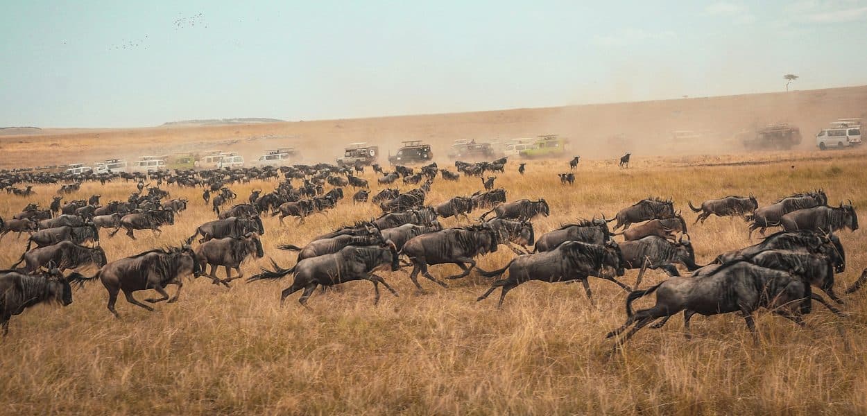 Day 2: Serengeti