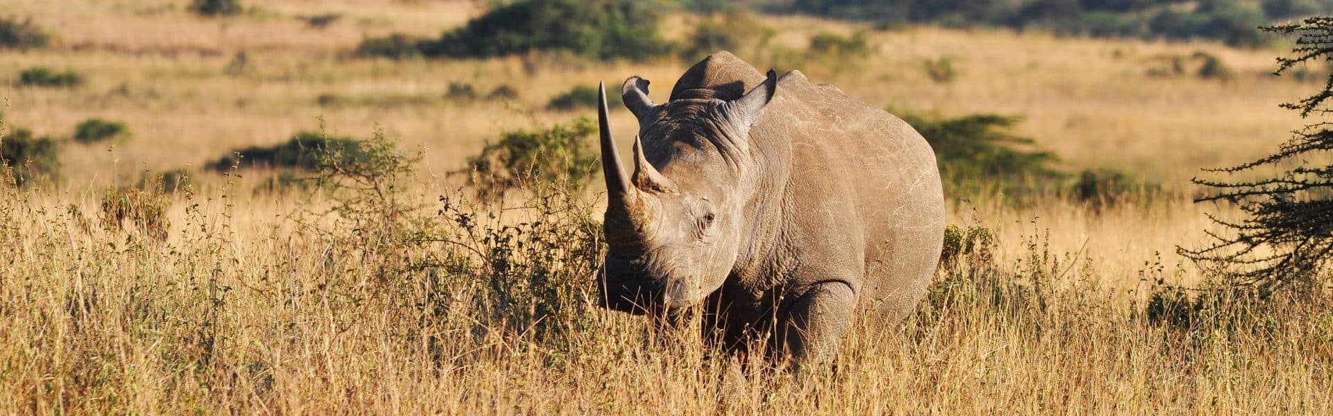 Rhino tracking country