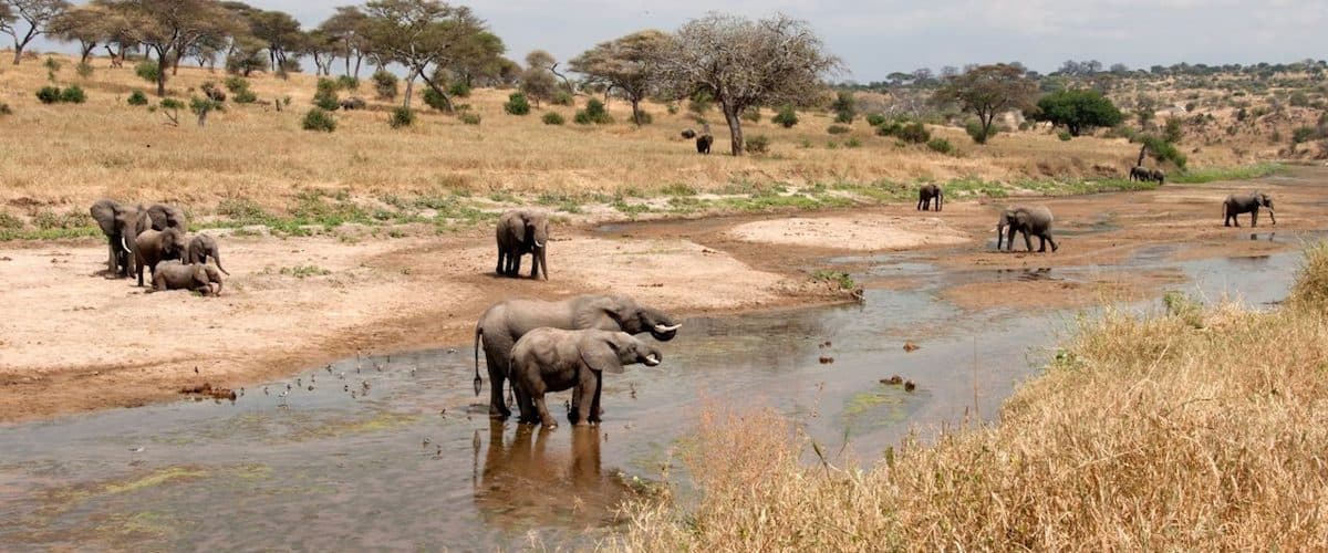 Tarangire National Park — Baobabs, a permanent river and the northern circuit's heaviest dry-season elephant concentrations.