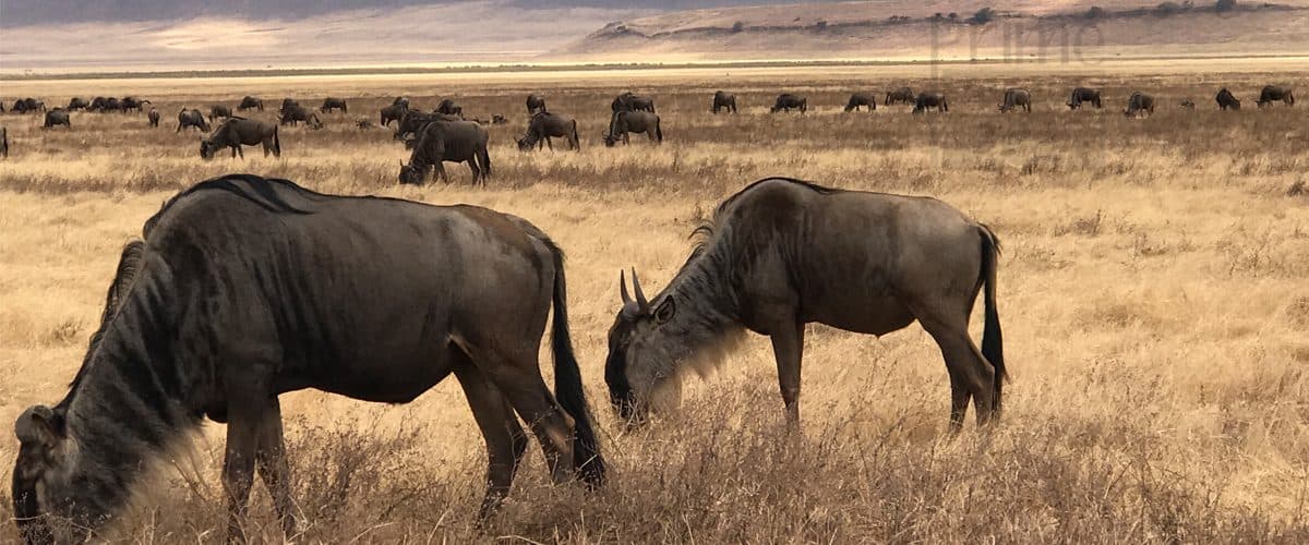 Nairobi · Maasai Mara · Lake Nakuru · Amboseli · Nairobi — wildebeest
