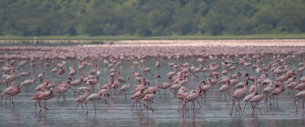 Flamingos in Lake Nakuru