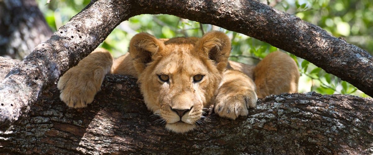 Arusha · Lake Manyara · Serengeti · Ngorongoro · Tarangire · Arusha