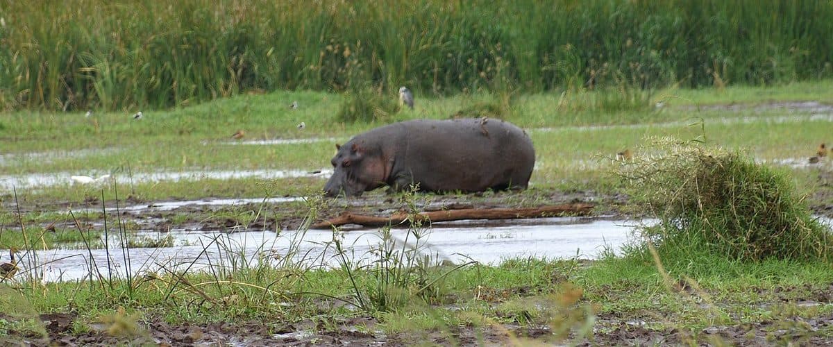 Hippo and marsh in Lake Naivasha