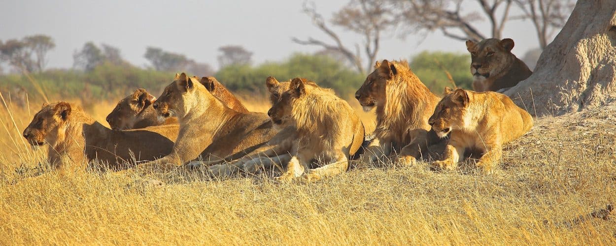 Arusha · Serengeti · Ngorongoro · Arusha