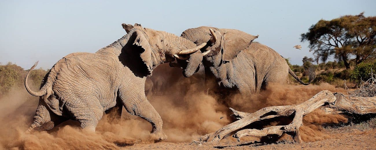 Tsavo East National Park — Vast red-earth wilderness between Nairobi and the coast, with the Galana river running through it.