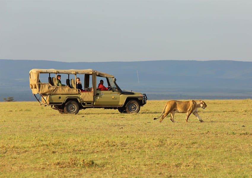 A safari vehicle and lions in the Maasai Mara