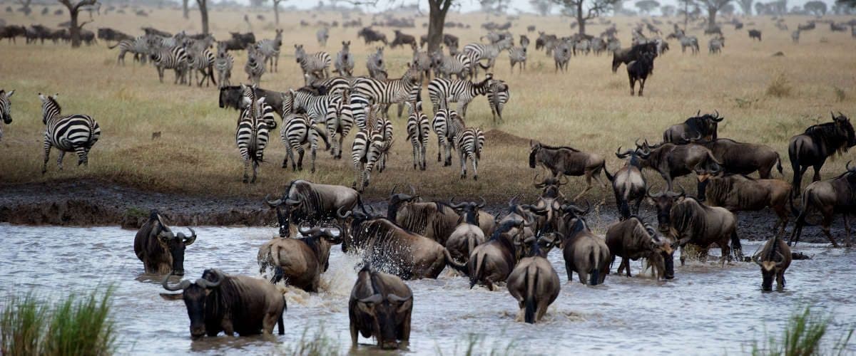 Day 3: Serengeti