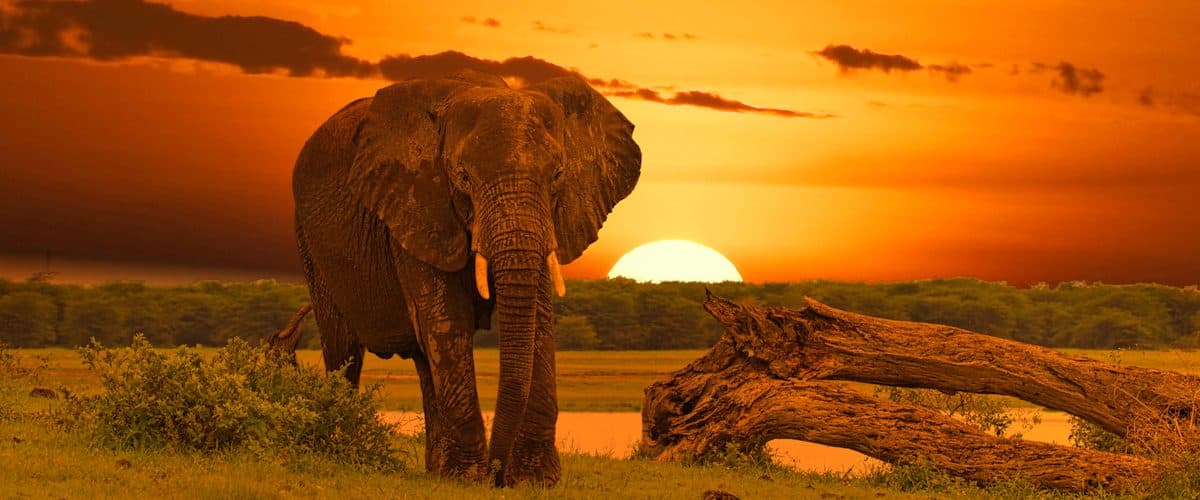 Elephants and sunset in Tarangire
