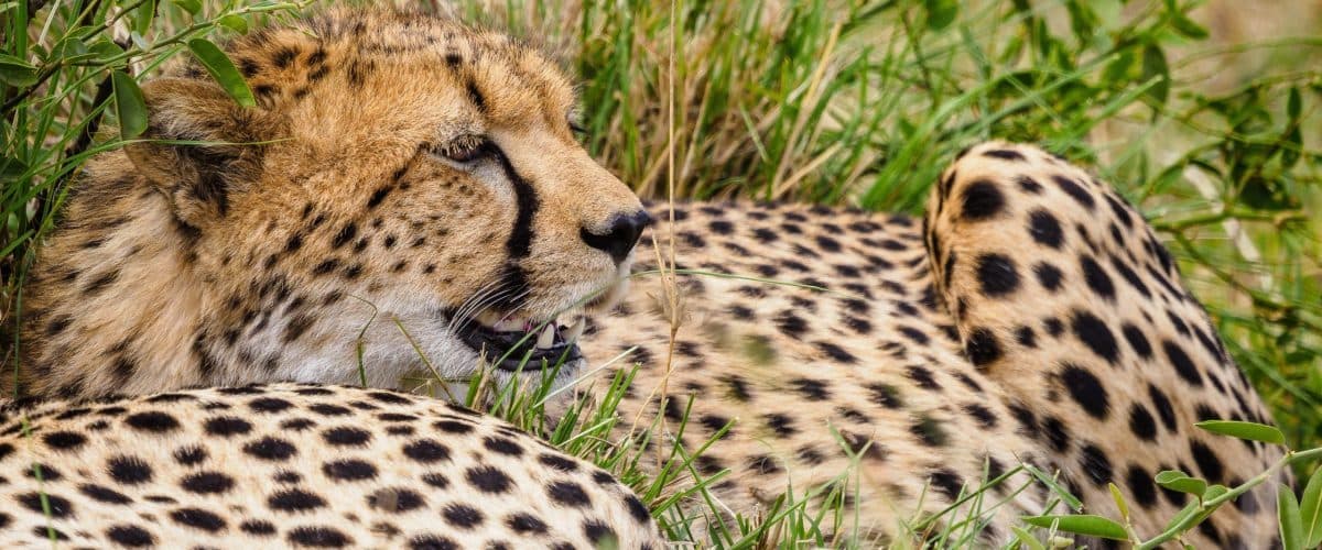 Nairobi · Maasai Mara · Lake Nakuru · Amboseli · Namanga · Arusha · Serengeti · Ngorongoro · Arusha