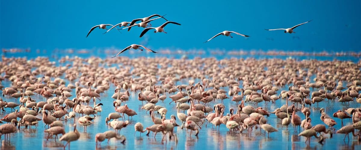 Flamingos in Lake Nakuru
