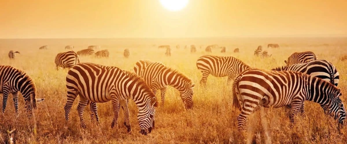 Zebra and sunset in the Serengeti