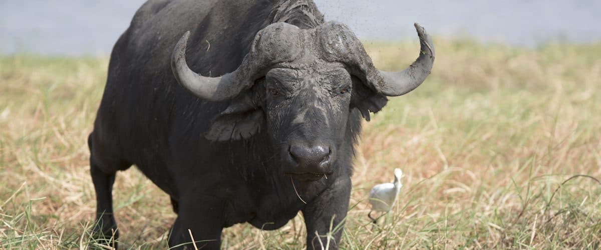 Buffalo in Ngorongoro