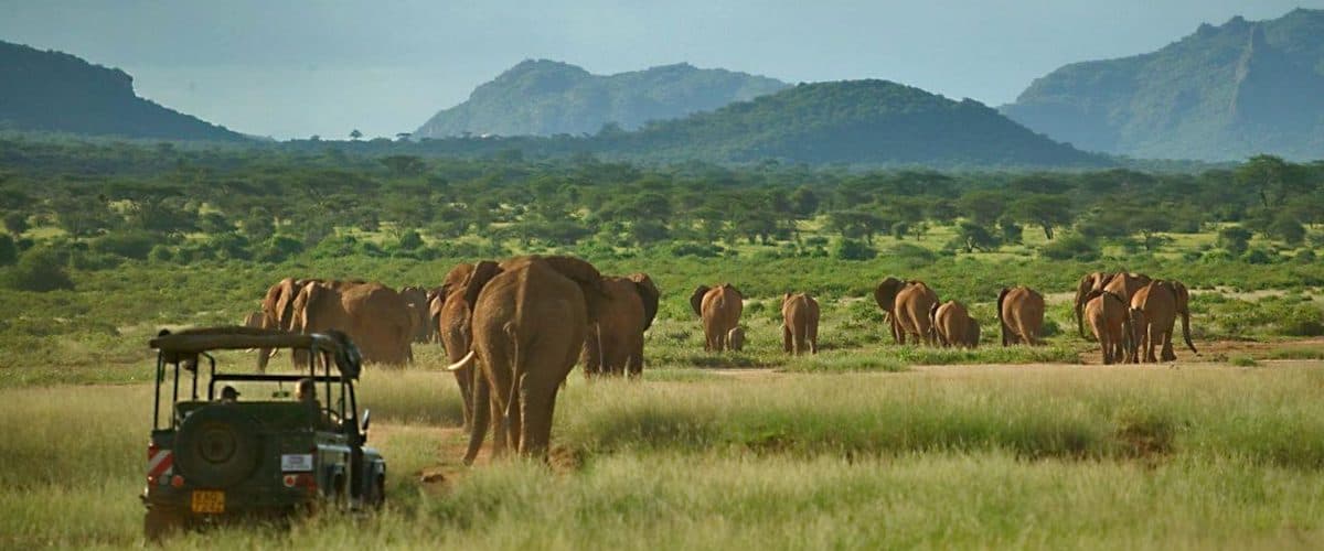 A safari vehicle and elephants in Amboseli