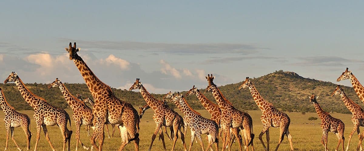 Samburu National Reserve — Dry northern country along the Ewaso Nyiro, with species you will not see further south.