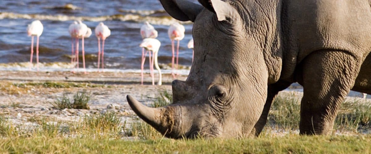 A long day from Nairobi to Kenya's most reliable rhino park.