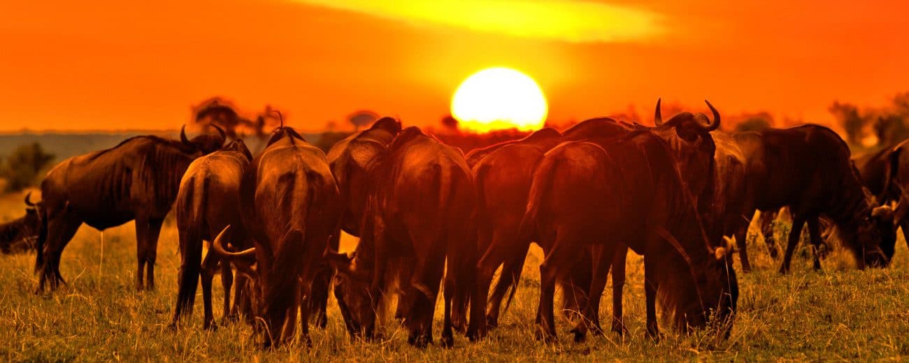 Wildebeest and sunset in the Serengeti
