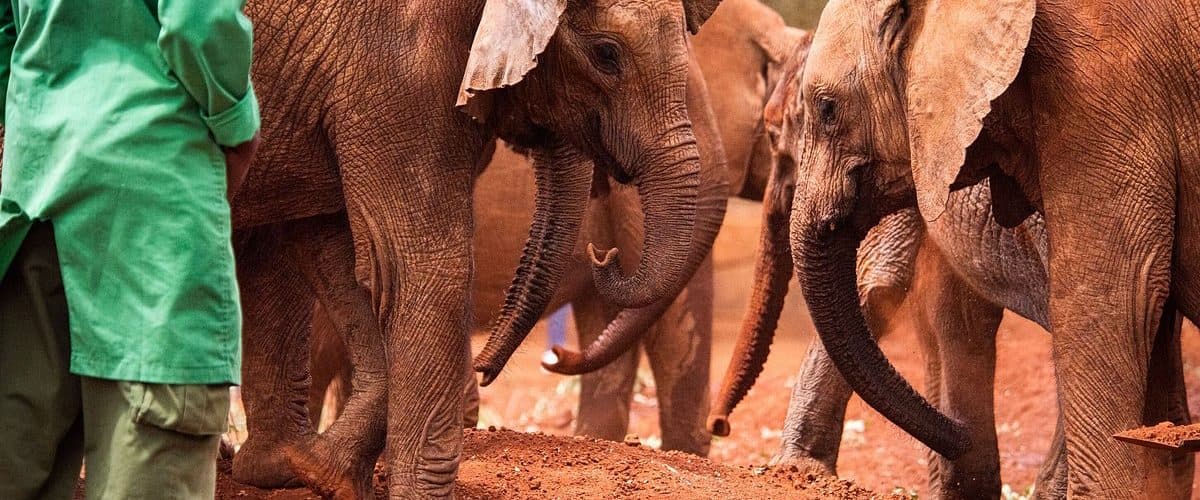 The orphaned elephant nursery on the edge of Nairobi National Park.