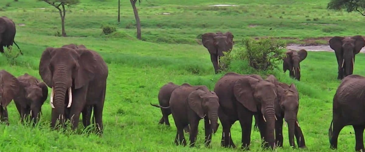Lake Manyara National Park — A narrow strip between the Rift wall and a soda lake, with groundwater forest at its northern end.