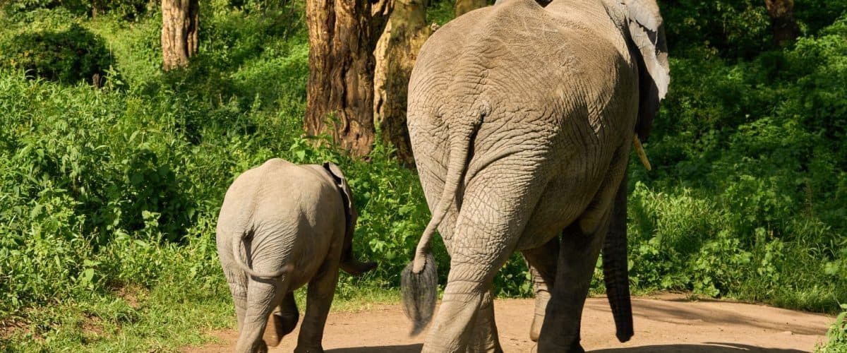 Elephants and a park track in Tsavo East