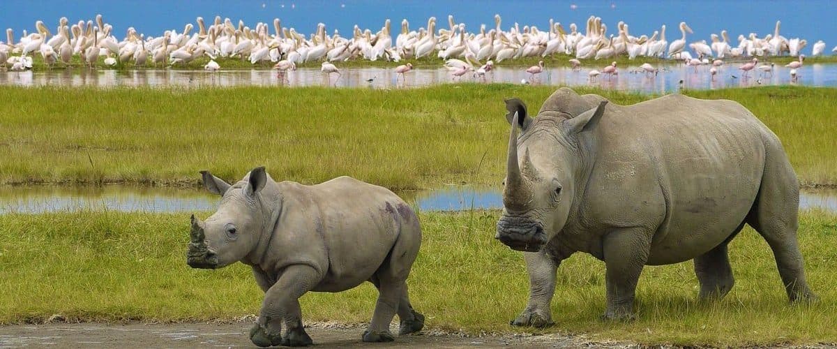 Lake Nakuru National Park — A fenced Rift Valley park built around an alkaline lake, and one of Kenya's best places for rhino.