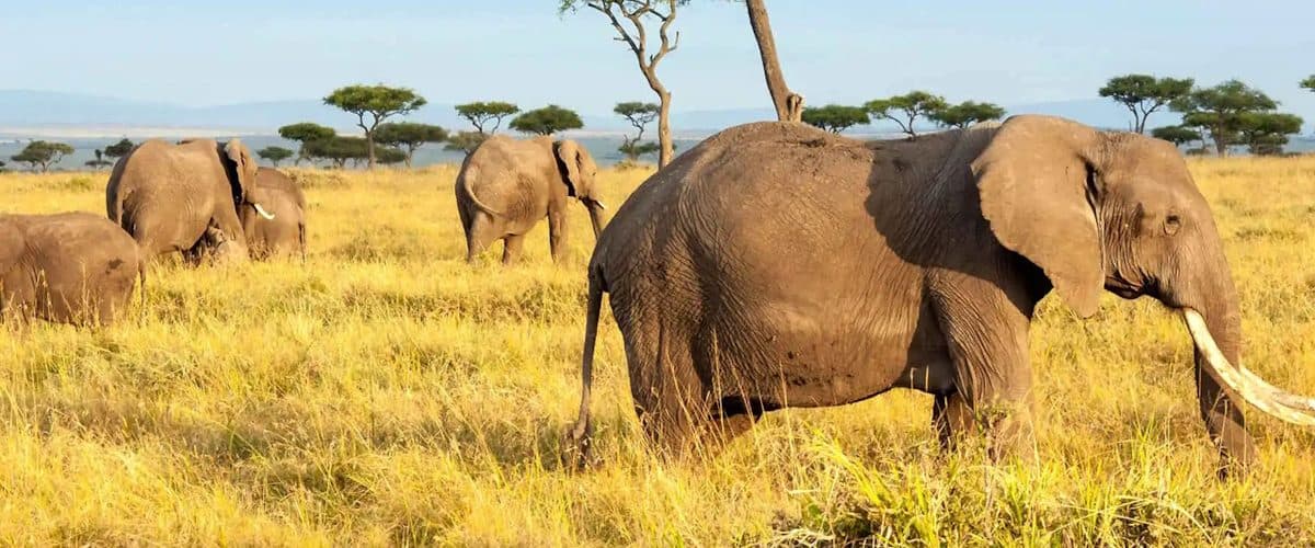 Elephants and a big-tusked bull elephant in Tsavo East