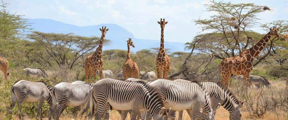 Day 6: Samburu → Nairobi