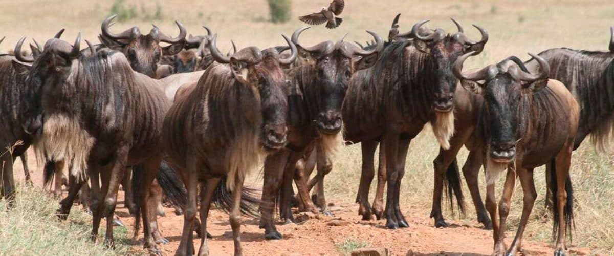 Serengeti National Park — The short-grass plains at the centre of the migration, and the reason the northern circuit exists.