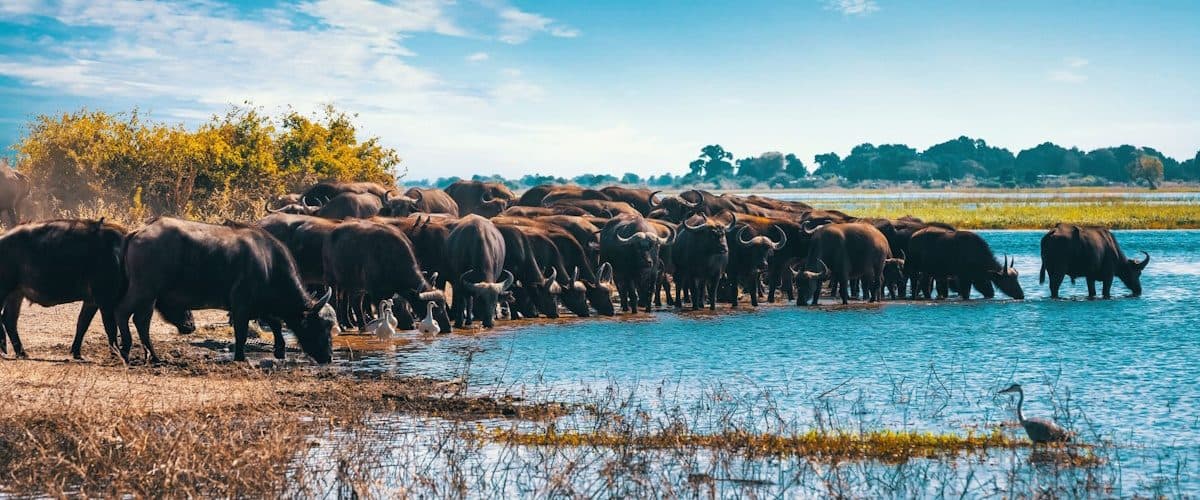 Lake Manyara National Park — A narrow strip between the Rift wall and a soda lake, with groundwater forest at its northern end.