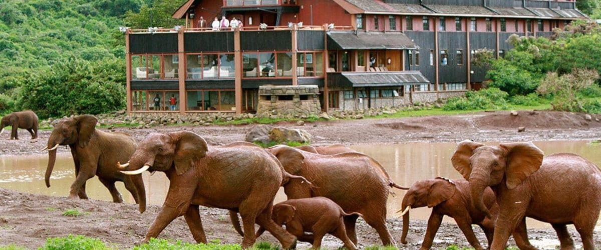 A safari lodge, elephants and red-dusted elephants in Tsavo East