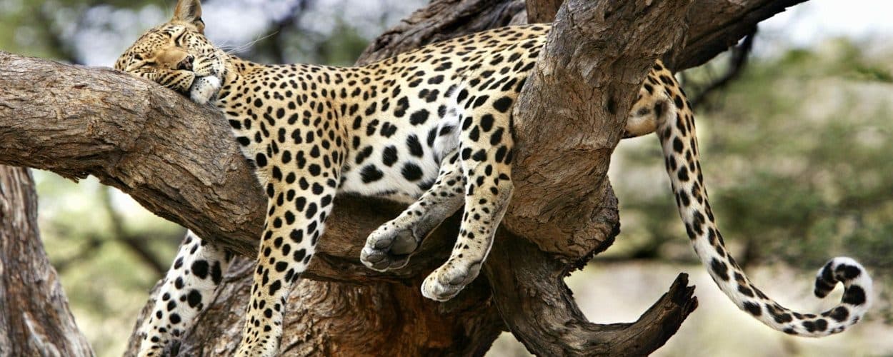 Nairobi · Maasai Mara · Lake Nakuru · Nairobi
